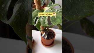 How to improve the growth of Monstera aerial roots for young plants 🌿 monstera plantcare plant [upl. by Julio]