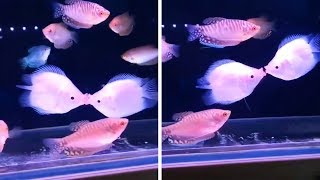 FISH FIGHTING in TANK Who will SURVIVE [upl. by Bauer926]