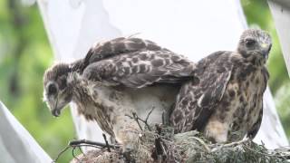 Redshouldered Hawk Chick swallows Duckling [upl. by Arriaes585]