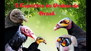 5 espécies de Urubus do Brasil [upl. by Nagaet]