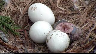 AMAZING Hatch Footage First RedTailed Hawk Chick quotI1quot Hatches – April 29 2019 [upl. by Christmas130]