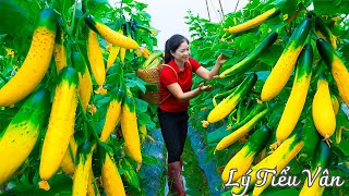 How to harvest Cucumber amp Go to the market sell  Harvesting and Cooking  Daily Life [upl. by Atiuqrehs666]