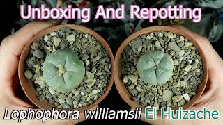 Unboxing And Repotting Lophophora williamsii El Huizache [upl. by Gino]