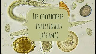 PARASITOLOGIE 🦐 EN RÉSUMÉ 8 coccidioses intestinales [upl. by Madoc451]