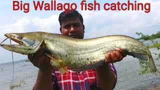 Wallago Attu Fishing  Hyderabad Fishing 2021  Hook Fishing Video [upl. by Perot855]