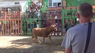 RIBERA DE CABANES 030724 GANADERÍA LAURA PAREJO [upl. by Ihtak]