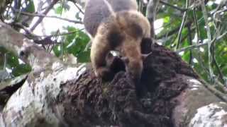 Southern Tamandua Tamandua tetradactyla [upl. by Ynavoeg]