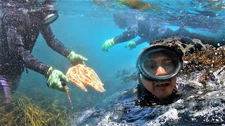 Buceo y Extracción de Mariscos bajo el Mar [upl. by Eetse]