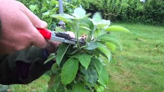 Apple tree top grafting the second year [upl. by Ati]