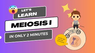 meiosis animation  meiosis cell division animation  meiosis class 9 [upl. by Joerg]