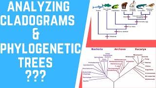 How to Analyze Cladograms amp Phylogenetic Trees [upl. by Ameekahs]