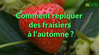 🍓Comment PLANTER des FRAISIERS à lautomne  🍓 Pour un max de fraises dans 6 mois 🍓 [upl. by Hares]