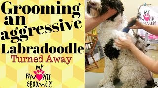 Grooming an aggressive Labradoodle [upl. by Lien]