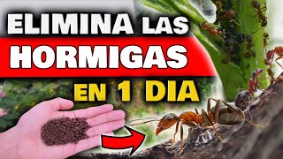 OLVÍDATE DE LAS PLAGAS INSECTICIDA CASERO  MACERACIÓN ACEITOSA DE AJO [upl. by Annodahs371]