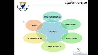 Lípidos Características estructura y clasificación [upl. by Neneek]