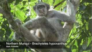 Northern Muriqui  Brachyteles hypoxanthus [upl. by Ehrenberg]