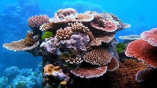 Facts Corals and Coral Reefs [upl. by Alcott609]