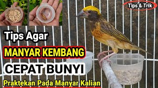 Tips Perawatan Manyar Cepat Mbeset [upl. by Bierman]