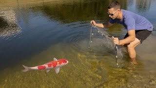 NET TRAP CATCHES COLORFUL Fish For PRIME [upl. by Earvin]