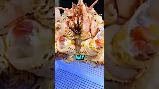 Unluckiest King Crab In The World 🤯 [upl. by Fahland]