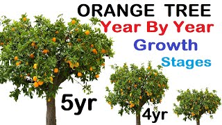 Orange tree year wise growth stages [upl. by Neelahs]