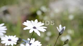 Osteospermum Also Known As The African Or Cape Daisy [upl. by Ardnuaet77]