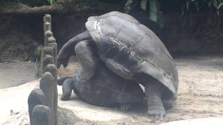 Giant Tortoise Mating [upl. by Gleason331]