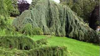 Cedrus atlantica Glauca Pendula [upl. by Lyle739]