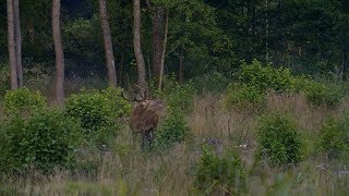 Zur Hirschjagd nach Masuren [upl. by Love]