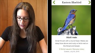 How to Save Your Bluebirds  What to Do About Invasive House Sparrows [upl. by Maddock]