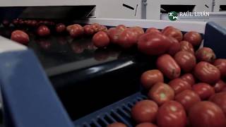 Calibradora de malla metálica de Tomates  Raúl Luján SA [upl. by Young]