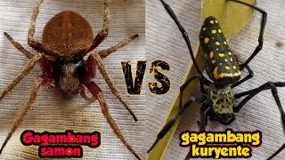 JUMBO SAMON VS GAGAMBANG KURYENTE  spider fight 🔥😱 [upl. by Shirk]