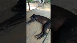 braki sleep cute lovely doglover dog viralvideo pets shorts [upl. by Epner]