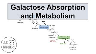 Galactose Absorption and Metabolism  Leloir Pathway and Galactosemia [upl. by Mailand]