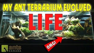 My Giant Ant Terrarium Evolved Life [upl. by Odilia]