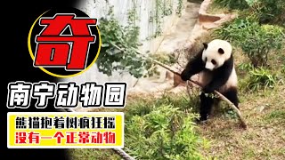 猩猩用翔扔遊客，猫熊抱樹瘋狂晃，南寧動物園的動物有多奇葩？【小馬哥知識局】 [upl. by Sigismondo]