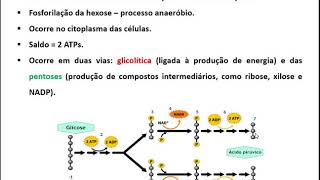 Fisiologia Vegetal  Respiração Vegetal [upl. by Havener]