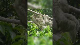 🦥Sloth Couples Mating Ritual [upl. by Isherwood]