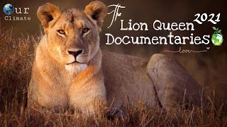 Lion Pride 2022 Malika  The Lion Queen Documentary 2022English subtitles  Nat Geo wild [upl. by Enail]