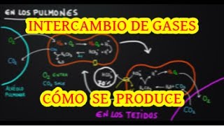 TRANSPORTE DE O2 Y CO2 EN SANGRE [upl. by Akerboom]