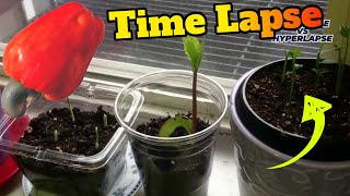 Cashew plant TIME LAPSE [upl. by Ntsyrk270]