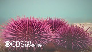 Sea urchin population explodes off West Coast [upl. by Innad786]