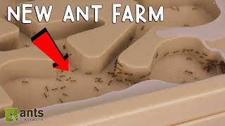 My Fire Ants New Ant Farm [upl. by Auginahs997]