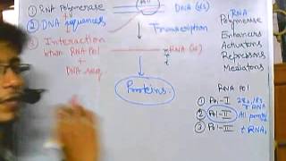 Eukaryotic transcription part 1 introduction [upl. by Royal]