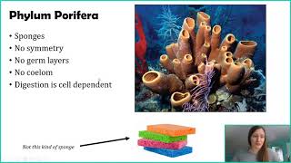 Phylum Porifera [upl. by Mcgurn741]