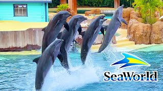 Dolphin Adventures Show SeaWorld Orlando 2023  SeaWorld Orlando [upl. by Gustav]