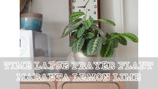 Prayer PlantMaranta Lemon Lime Timelapse [upl. by Lotty]