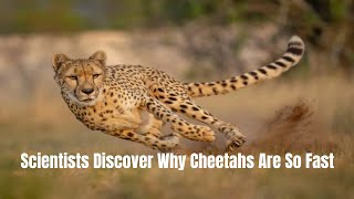 Scientists Discover Why Cheetahs Are So Fast [upl. by Hamlen243]