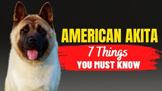 7 Crucial Factors to Consider Before Adopting an American Akita  Dogs Genesis [upl. by Leilamag]