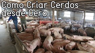 Como Empezar A Criar Cerdos Desde Cero║Paso a Paso║Consejos Básicos [upl. by Yerot]